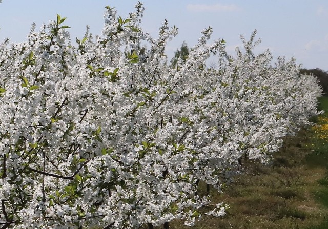 Kwitnące sady w powiecie białobrzeskim zapierają dech w piersiach. Zobacz więcej na kolejnych zdjęciach >>>