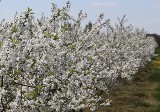 Co za widoki! Kwitnące sady w powiecie białobrzeskim zapierają dech! Zobacz na zdjęciach