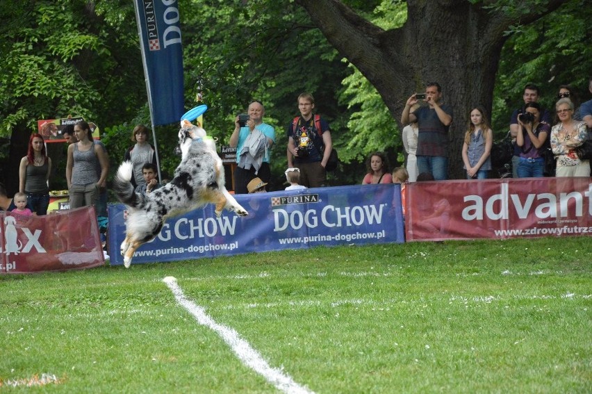 Zawody dogfrisbee czyli Dog Chow Disc Cup 2016 w parku...