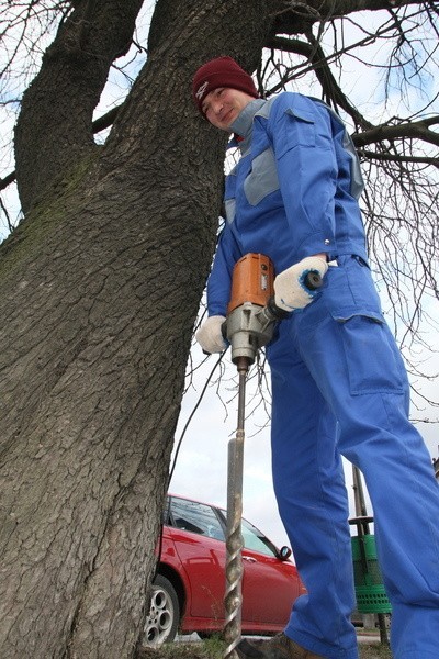 Nową metodę ratowania kasztanowców zastosowano na drzewie &#8211; pomniku przyrody przy ul. Żeromskiego.