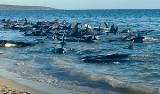 Morze wyrzuciło setki wielorybów na brzeg. Widok był przerażający. Udało się uratować większość z nich