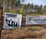 Już w sobotę w Szczecinie: wspólne sadzenie lasu w trzech puszczach