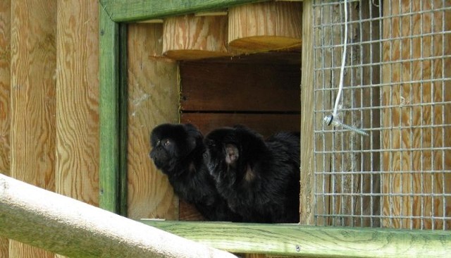 Małpki kalimiko, nowi mieszkańcy zoo, tak jak i inne pazurkowce mogą wychodzić na wybieg - taką okazję mają tylko latem.