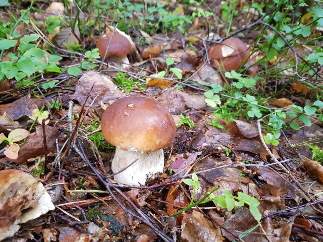 - Schyliłem się i w jednym miejscu zebrałem całe wiadro prawdziwków - pokazuje nasz stały Czytelnik pan Przemysław. Poszedł na spacer w okolice Góry Chełmskiej. Wrócił do domu... z kolacją. - To jakaś niesamowita sprawa. Jak żyję, nie widziałem tylu jadalnych grzybów w jednym miejscu. Polecam spacery - śmieje się nasz rozmówca, przesyłając zdjęcia z dzisiejszej wycieczki.