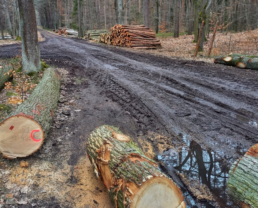 Wycinka drzew realizowana w lasach w Zwonowicach