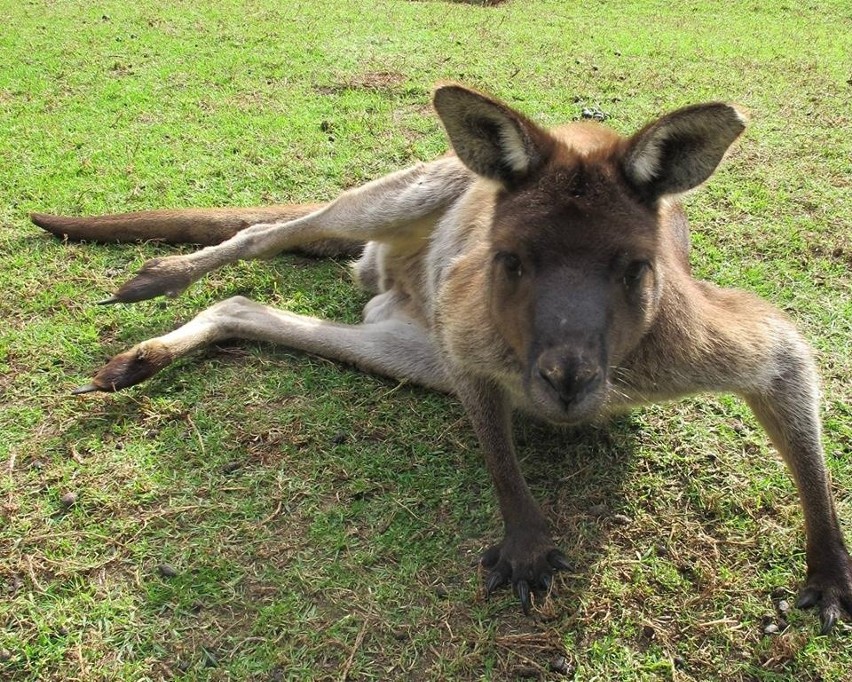 Najsłynniejszy kangur Big Baz - luzacki ale ocenzurowany [ZDJĘCIA]
