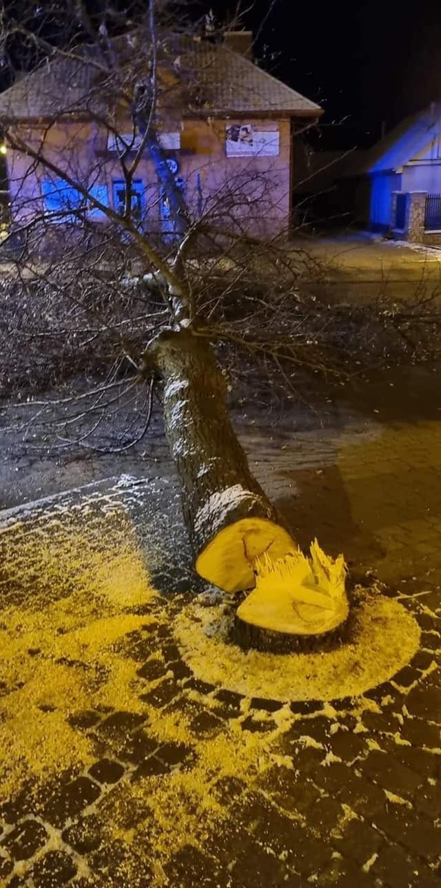 Na rynku w Grębowie ktoś w nocy powalił drzewo na drogę. Interweniowali strażacy i policjanci (ZDJĘCIA)