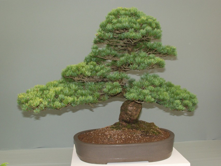 Bonsai w domu...