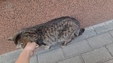 W Więcborku znaleziono kota z przywiązaną petardą. Zwierzę nie przeżyło. Sprawą zajęła się policja