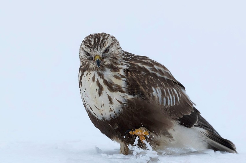 Ujmujące zdjęcia zwierząt w zimowej scenerii w Podlaskiem