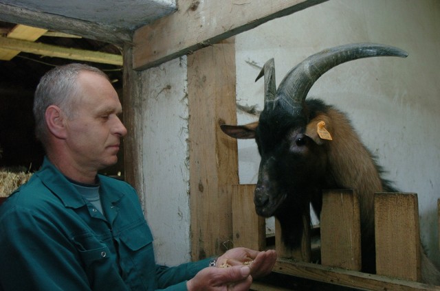 Andrzej Duljan z wioski Łaski koło Jasła, znany i ceniony hodowca kóz, co roku uczestniczy w wystawie zwierząt w Boguchwale.