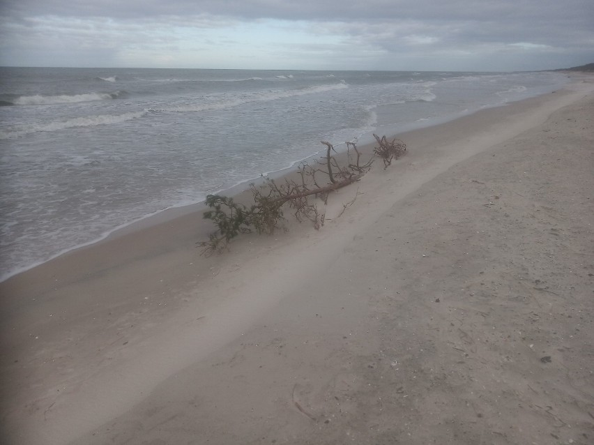 Skutki sztormów w Łebie. Morze naruszyło wał wydmowy, woda zabrała sporo piasku z plaży [zdjęcia]