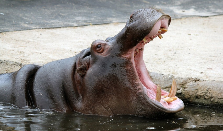 Belgia: Dwa hipopotamy z ogrodu zoologicznego w Antwerpii zakażone Covid-19. Jak to się stało?