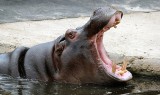 Belgia: Dwa hipopotamy z ogrodu zoologicznego w Antwerpii zakażone Covid-19. Jak to się stało?