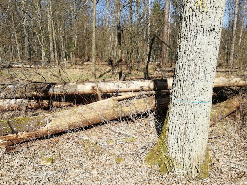 Tragedia w Puszczy Białowieskiej. "Nie wiedziałam, że dożyję...