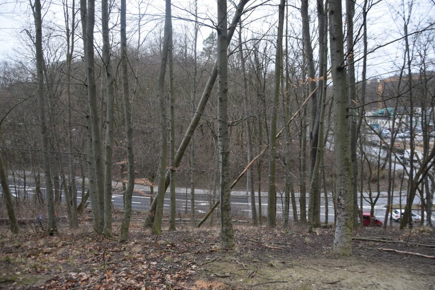 Skala powalonych drzew w parku Słowiańskim wydaje się być...