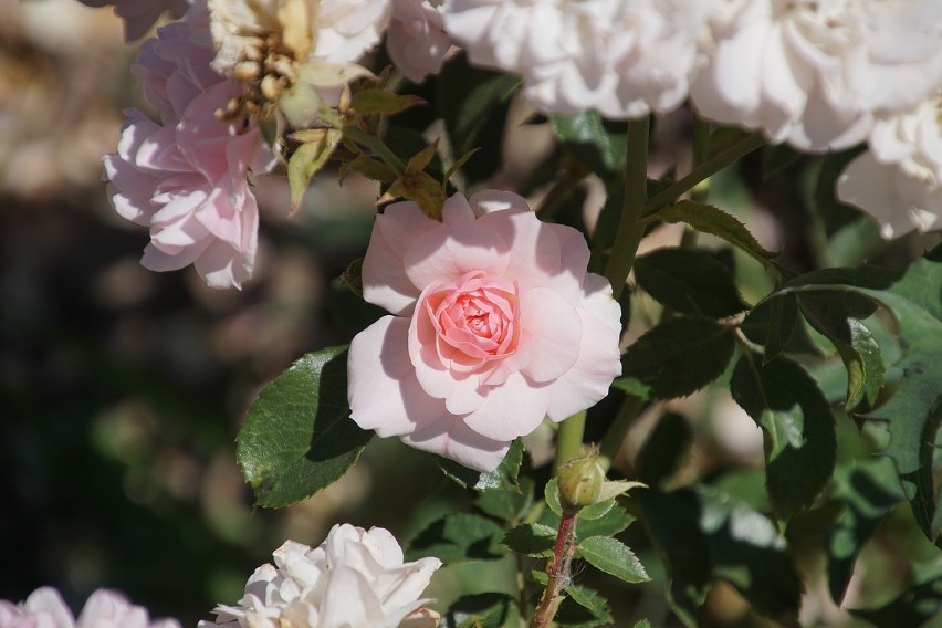 Róża Bonica w ogrodzie...
