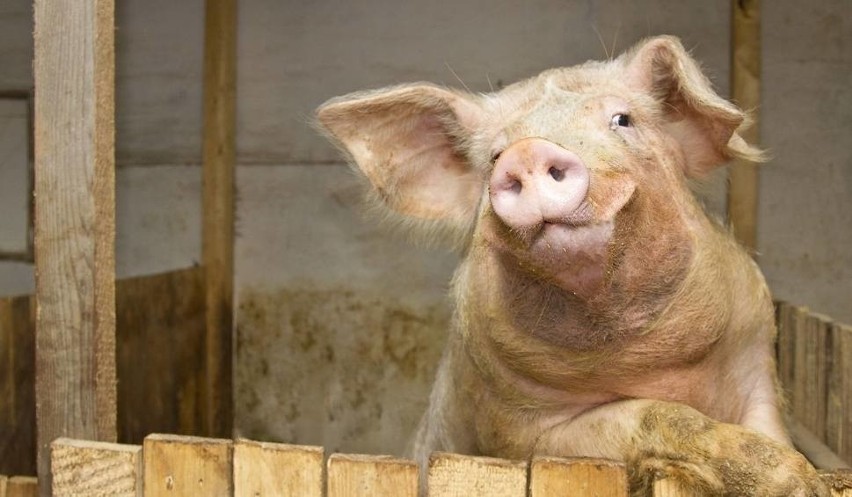 Kwik wydawany przez świnię może osiągnąć nawet 115 decybeli,...