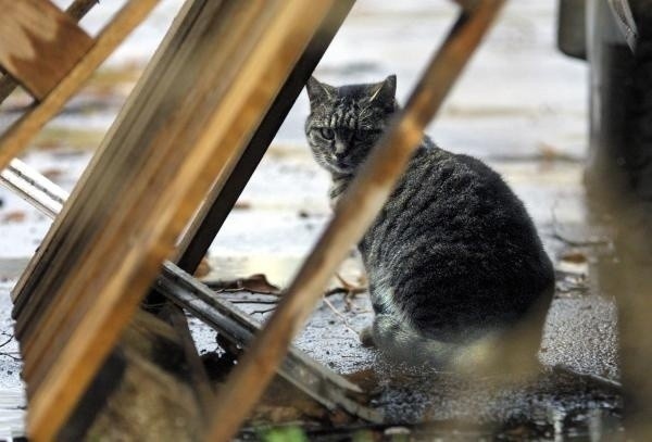 W Limanowej zagłodzono kota. Zwierzę zostało zamknięte w mieszkaniu na ul. Zygmunta Augusta
