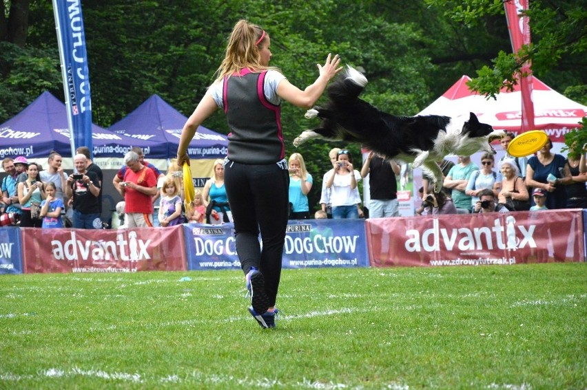 Zawody dogfrisbee czyli Dog Chow Disc Cup 2016 w parku...