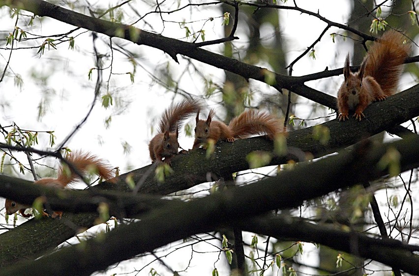 Młode wiewiórki pojawiły się w parku im. Klepacza [ZDJĘCIA]