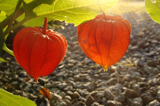 Miechunka jest rośliną o wiele różnorodnych odmianach, jednak szczególną popularnością cieszą się dwie z nich:miechunka peruwiańska i rozdęta.