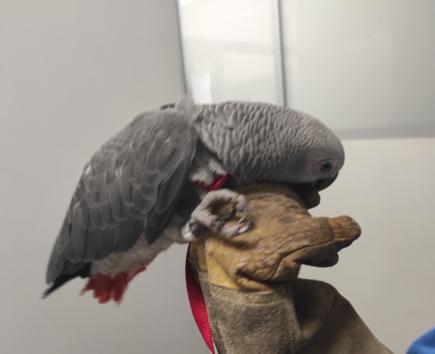 Kraków. Papuga na smyczy wisiała zaplątana w przewód 5 metrów nad ziemią