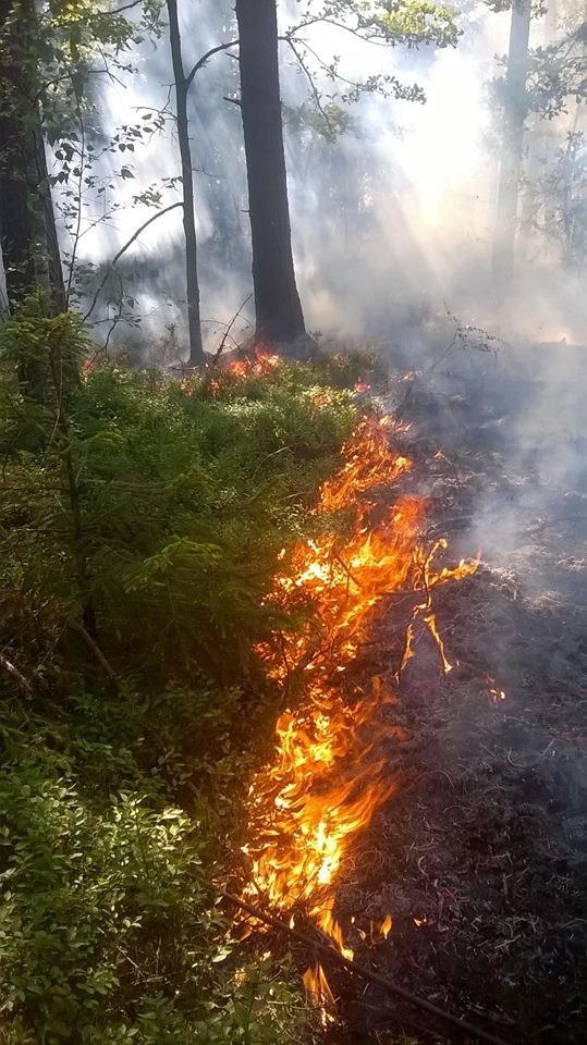 ZOBACZ TEŻ: Pirat drogowy na ulicach Kielc