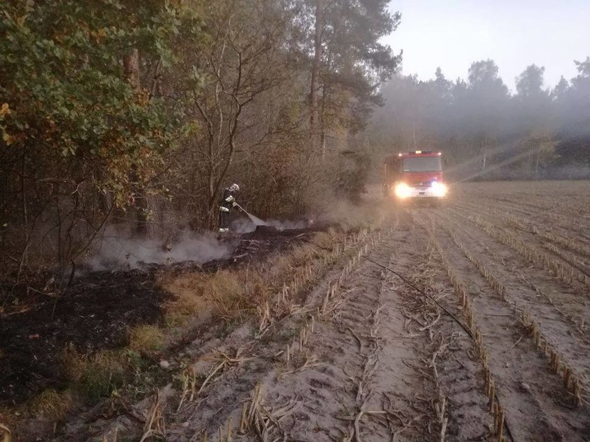 Gmina Zambrów. Tajemnicza seria pożarów. Płonęło kilkadziesiąt arów lasu (zdjęcia)