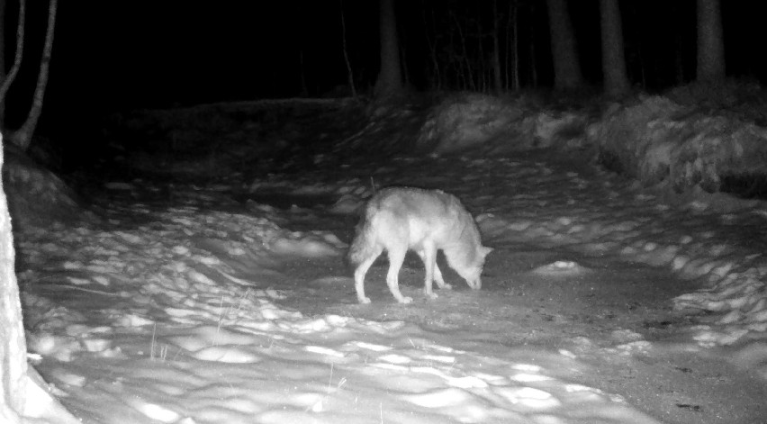 Wilk z lasu pod Częstochową próbuje przełamać lód, by dostać...