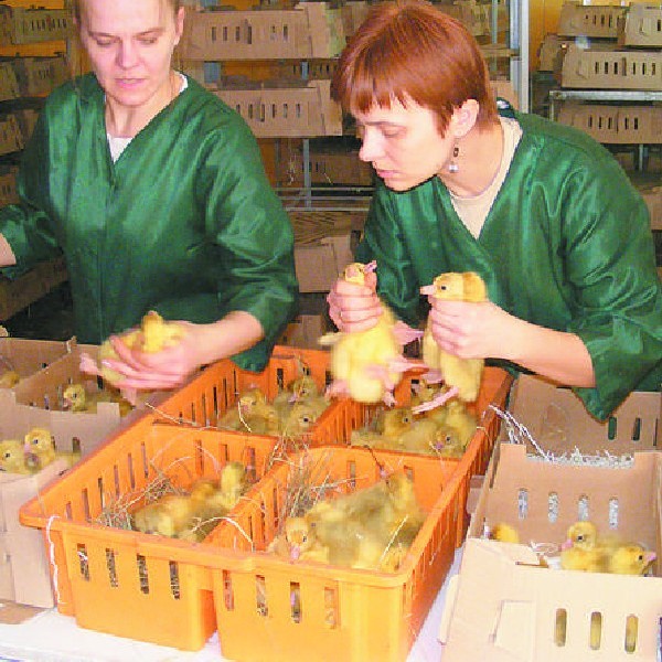 Agnieszka Czerwińska i Izabela Grdeń podczas pakowania piskląt gęsi do kartonów