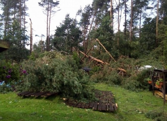 Po sierpniowej nawałnicy około 3 tys. nowych drzew w miejsce powalonych