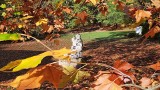 To idealne miejsce na jesienną sesję zdjęciową! Tajemniczy ogród zachwyca! Wejście jest za darmo