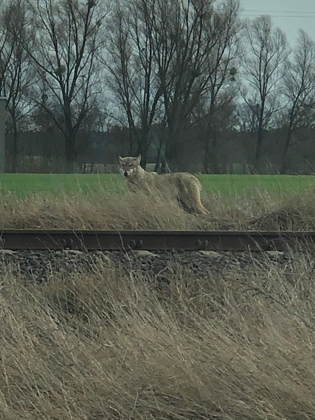 Wilk został zauważony tuż pod Skokami. Zwierzę udało się sfotografować, kiedy stało przy samym torowisku na linii Skoki-Wągrowiec.