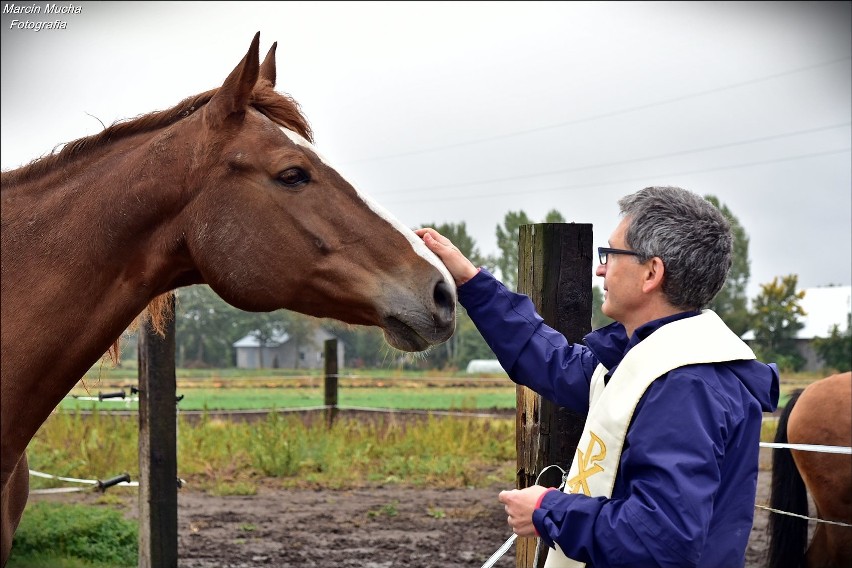 Animalpastor w Krakowie. Tomasz Jaeschke opowie o ważnej roli zwierząt