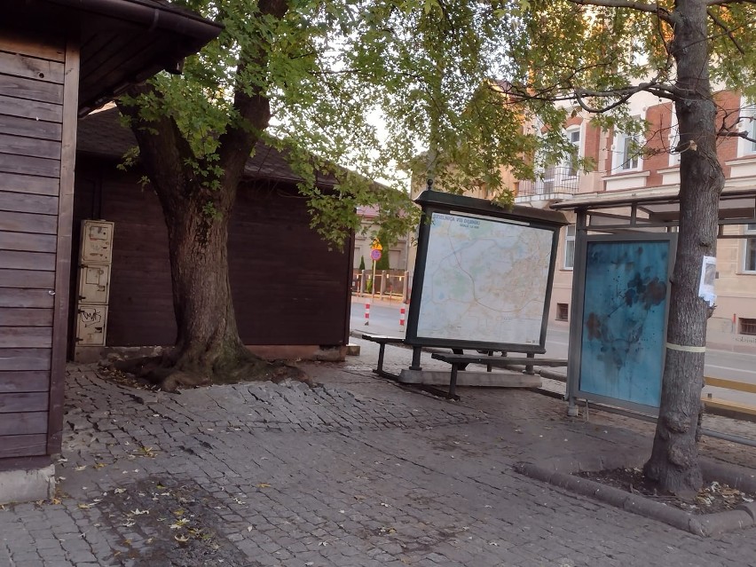 Drzewa przy Rynku Dębnickim w Krakowie uda się ocalić?  "Nie wpłynął wniosek o wydanie pozwolenia na usunięcie"