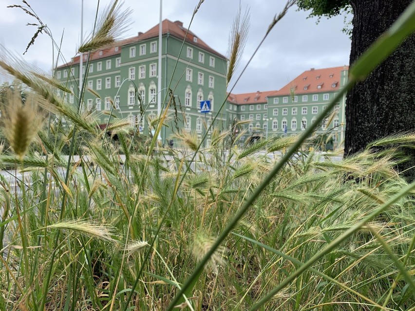 Łąki w Szczecinie: "Zachwaszczenie" czy działania ekologiczne? Radni PiS piszą do prezydenta