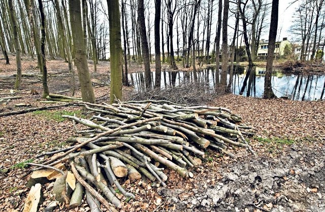 Nasi Czytelnicy zwrócili uwagę, że w lesie w pobliżu Góry Chełmskiej w Koszalinie (osiedle Bukowe) trwa wycinka drzew. - Zakończymy ją do końca tego roku - mówi nadleśniczy