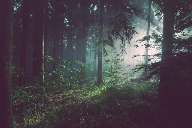 Niebezpieczne owady i trujące rośliny, atak dzikiego zwierzęcia, wścieklizna, bąblowica i borelioza - to tylko niektóre niebezpieczeństwa, które czyhają nas w lesie. Zobacz, przed czym ostrzegają leśnicy. Wideo: Modliszki dotrą do Lubuskiego? To tylko kwestia czasu... Czytaj także: Wydzielina tych owadów może zabić! Właśnie teraz można spotkać oleicę krówkę