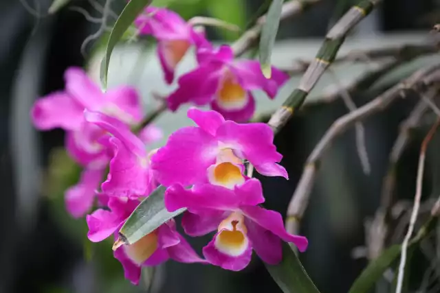 Od 10 do 12 maja odbywać się będzie XXI edycja Dni Orchidei i Roślin Egzotycznych