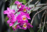 Weekend z pięknymi storczykami. W Egzotarium ostatnie przygotowania do XXI edycji Dni Orchidei i Roślin Egzotycznych 