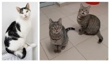 Grudziądz. Te kociaki na nowe domy czekają w schronisku dla zwierząt. Zobacz zdjęcia, a może to Ty przygarniesz któregoś z nich?
