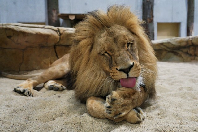 Prawie pół miliona złotych - tyle kosztuje roczny zapas wołowiny dla lwów, tygrysów i innych mięsożerców z opolskiego zoo