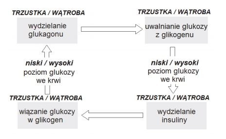 Matura 2016: BIOLOGIA rozszerzona [ODPOWIEDZI, ARKUSZ CKE]