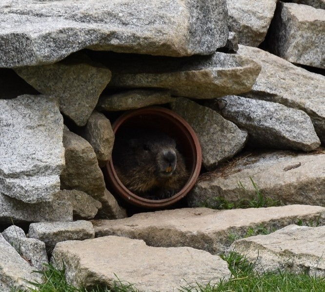 Zakopane. Pod Tatrami ruszy zoo ze... świstakami [GALERIA ZDJĘĆ]