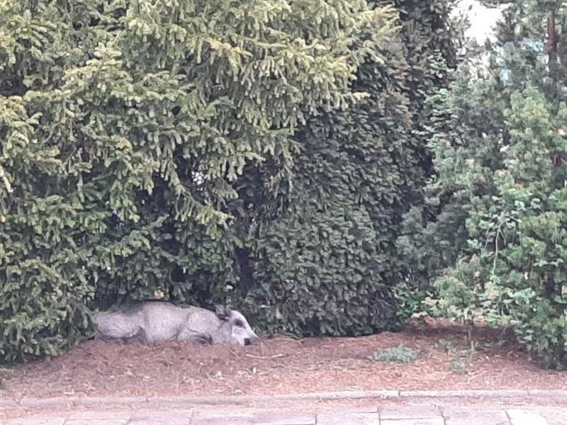 Locha dzika oczekuje młodych na gdańskim osiedlu, to...