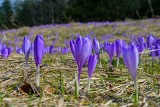 Idziesz na krokusy w Tatry? Pamiętaj, by nie zrywać pięknych kwiatów. To nielegalne