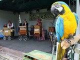 Święto Kielc: Unikalny festiwal katarynek z papugą (zdjęcia, video)