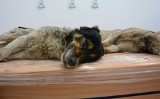 Martwe psy w Grzegorzewie: Policja szuka sprawców bestialskiej egzekucji