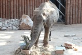 Poznań: Słoń Ninio z poznańskiego zoo przechodzi poważny zabieg dentystyczny. Przeprowadzają go weterynarze z RPA